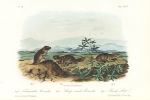 1854 Audubon Quadruped Octavo Lithograph "Plate 144 Townsend's Arvicola"