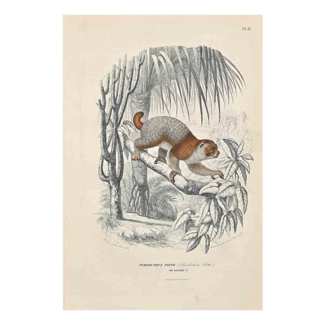 Paul Gervais, Potto, Original Lithograph, 1854 For Sale