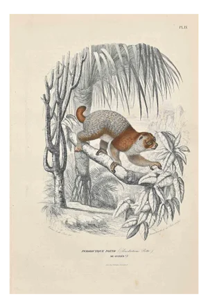 Paul Gervais, Potto, Original Lithograph, 1854