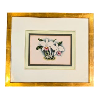 A. Goossens 1890 Antique Botanical Color Lithograph of Laelia Praestans Orchids For Sale
