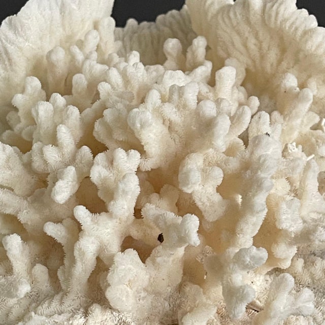 Vintage Natural Merulina White Coral Specimen For Sale - Image 12 of 13