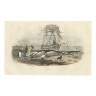 After Édouard Traviès, Le Requin (Shark), 1840, Hand-Colored Engraving For Sale