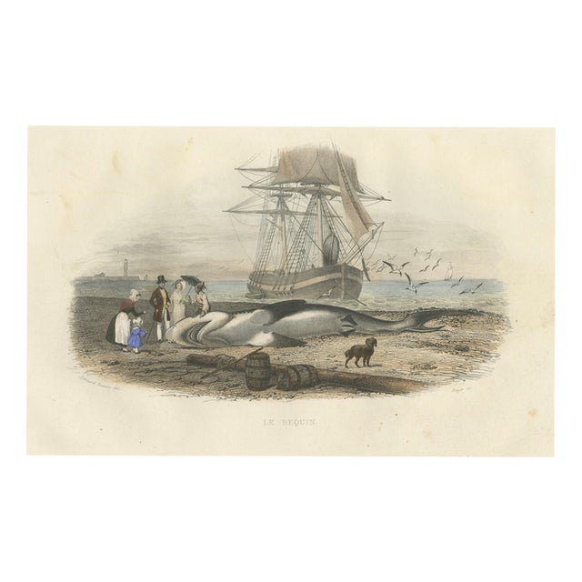 After Édouard Traviès, Le Requin (Shark), 1840, Hand-Colored Engraving For Sale