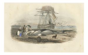 After Édouard Traviès, Le Requin (Shark), 1840, Hand-Colored Engraving