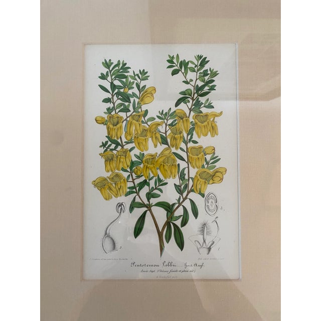 Metal Vintage Botanical Chromolithograph, Set of 3 For Sale - Image 7 of 9