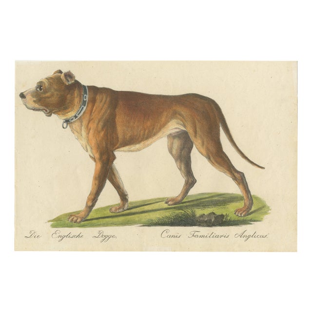 Karl Joseph Brodtmann, Mastiff Dog, 1816, Lithograph For Sale