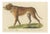 Karl Joseph Brodtmann, Mastiff Dog, 1816, Lithograph For Sale