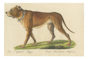 Karl Joseph Brodtmann, Mastiff Dog, 1816, Lithograph
