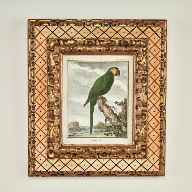 Lofty set of eight French 18th century hand colored engravings depicting parrot species as first discovered and noted by...