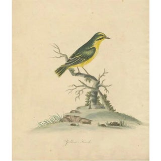 Late 18th-Century Hand-Colored Copperplate Engraving of the Yellow Finch, 1794 For Sale