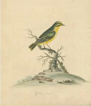 Late 18th-Century Hand-Colored Copperplate Engraving of the Yellow Finch, 1794