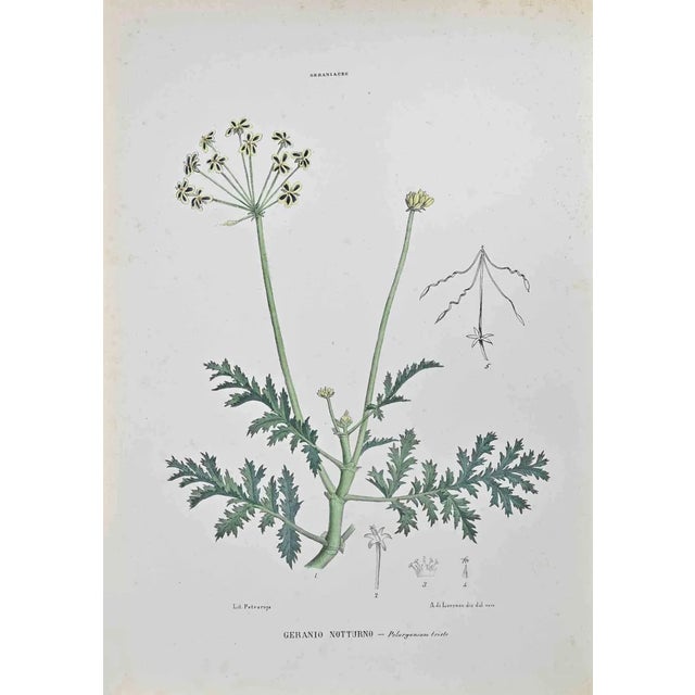 Vincenzo Tenore, Night Geranium, Lithograph, 1870s For Sale