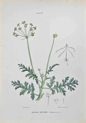 Vincenzo Tenore, Night Geranium, Lithograph, 1870s