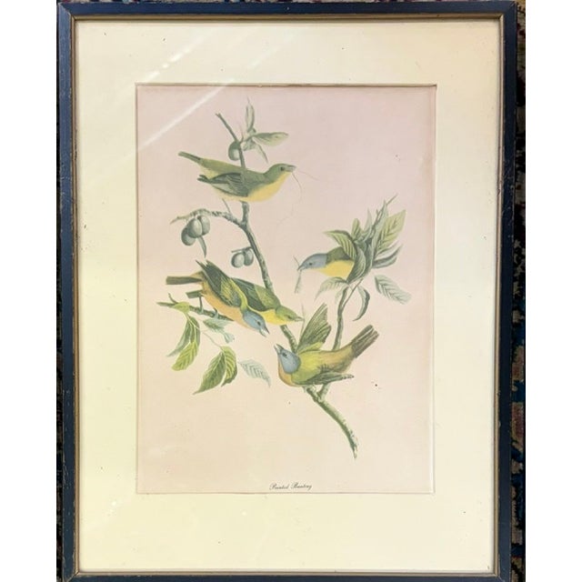 Early 20th Century Early American, North American Bird Prints, Framed For Sale - Image 5 of 11