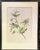 Early 20th Century Early American, North American Bird Prints, Framed For Sale - Image 5 of 11