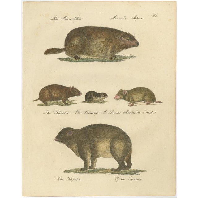 Brodtmann, Alpine Marmot, Hamster, Lemming & Rock Hyrax, 1816, Lithograph For Sale - Image 10 of 10