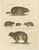 Brodtmann, Alpine Marmot, Hamster, Lemming & Rock Hyrax, 1816, Lithograph For Sale - Image 10 of 10