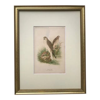 Antique Original Color Lithograph of a Marsh Hawk Published Ny 1889 For Sale