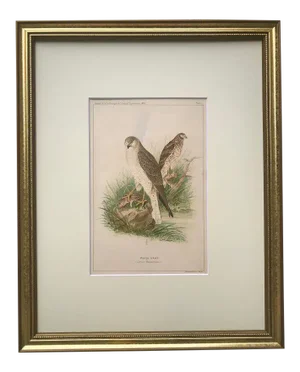 Antique Original Color Lithograph of a Marsh Hawk Published Ny 1889