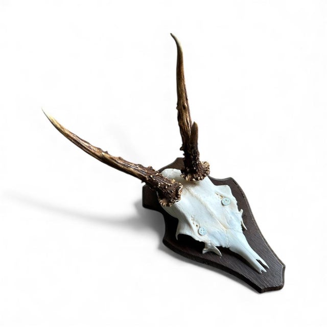 Roe deer trophy mounted on a wood plaque