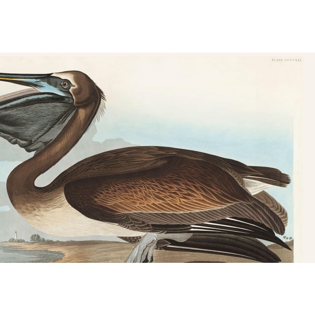 Paper Brown Pelican, Vintage Art Print Reproduction From Birds of America by John James Audubon, 48″ × 32″ For Sale - Image 7 of 9