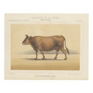 Olivier De Penne, Algerian Cow, North African Cattle, 1863, Chromolithograph For Sale
