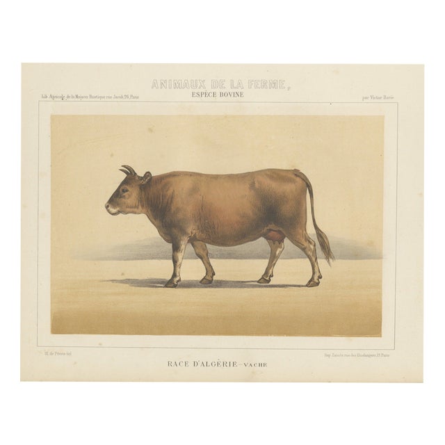 Olivier De Penne, Algerian Cow, North African Cattle, 1863, Chromolithograph For Sale