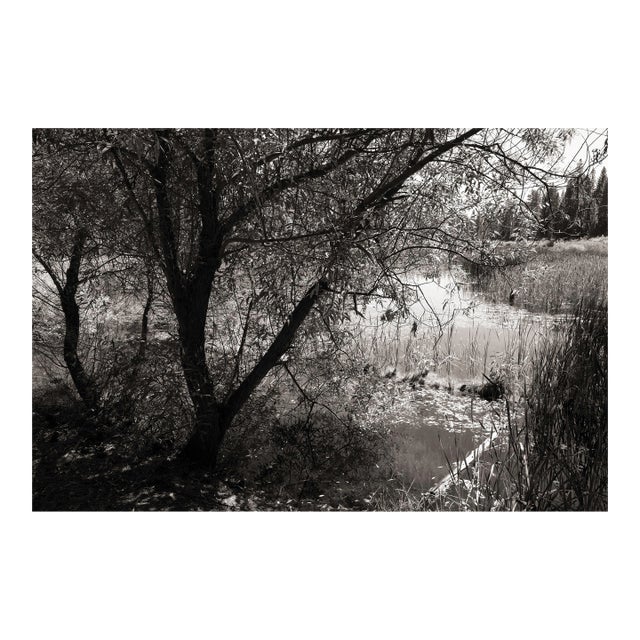 Landscape Digital Archival Print "Pond #2" by Jacques Gael Cressaty 2025 For Sale