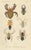 Sumatran Spiders Orb Weavers & Jumping Spiders, 1887, Paper For Sale