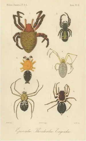 Sumatran Spiders Orb Weavers & Jumping Spiders, 1887, Paper