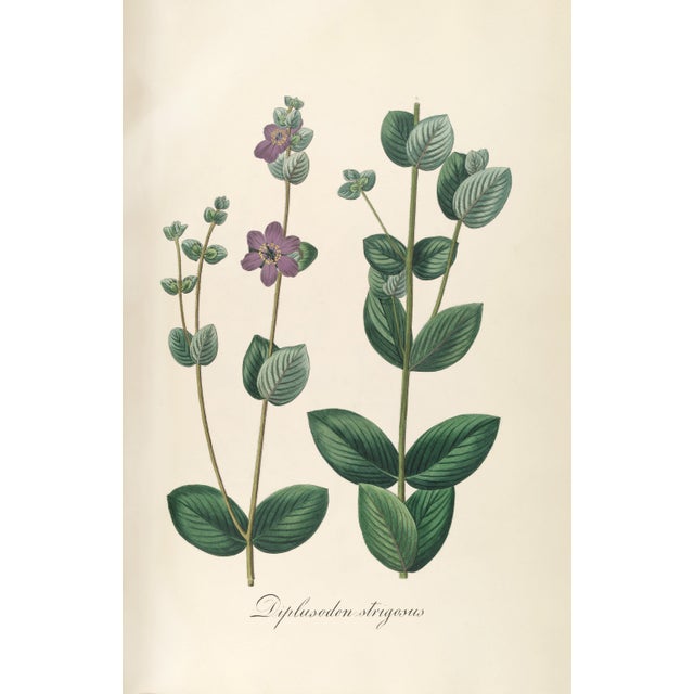 Paper Antique Botanical Set of 6, Early 19th Century Reproduction Prints For Sale - Image 7 of 10