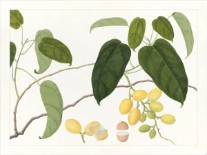Golden Tropic Botanicals Plate #22, Giclée Print