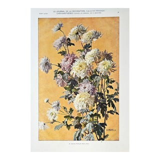 1905 French Antique Botanical Lithograph Chrysanthemums For Sale