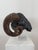 Black Northern European Artist, Ram's Head, 19th Century, Wood For Sale - Image 8 of 14