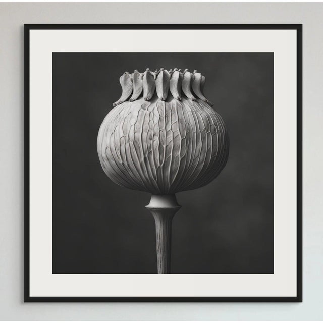 Poppy Pod Head No. 4 Black and White Botanical Photography in the Spirit of Karl Blossfeldt A sophisticated botanical...