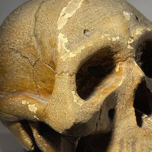 Patinated Plaster It Is Appointed for Men to Die Once Vanitas Curiosity Object, 1900 For Sale - Image 6 of 18