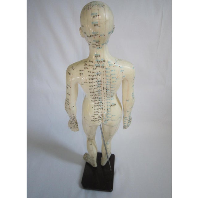 Vintage Female Vinyl Acupuncture Model, 1970's For Sale - Image 6 of 6