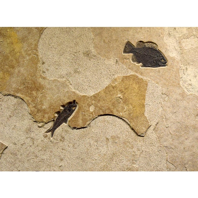 Fossil Fish Mural 8334cm For Sale - Image 4 of 5