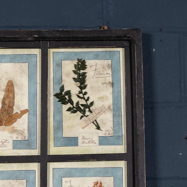 Wood Large Italian Pressed Flowers and Herbs in Oak Frame, 1950s For Sale - Image 7 of 15