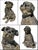 Realism Austrian Seated Composition Pug Dog Lifesize Sculpture For Sale - Image 3 of 5