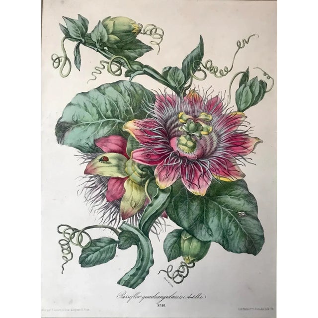 French Antique French Botanical Lithograph Print Passion Fruit Flower Paris C.1860 For Sale - Image 3 of 7
