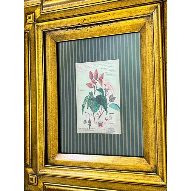 2000 - 2009 Paragon Botanical & Fruit Prints in Monumental Architectural Giltwood Frames, Pair For Sale - Image 5 of 16