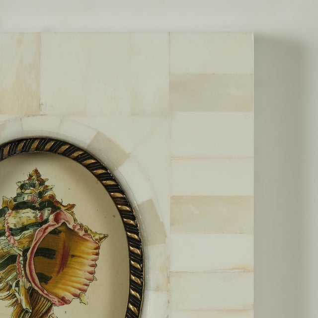 Pair of Petite Bone Framed Seashell Prints For Sale - Image 11 of 16