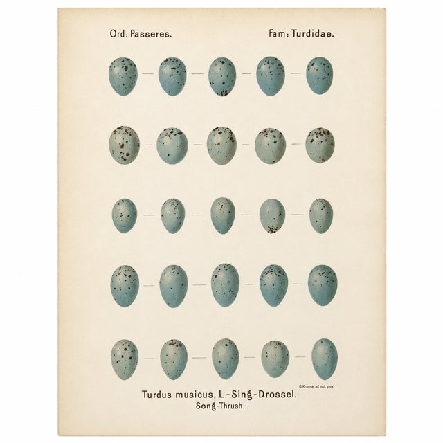 A refined pair of antique bird egg prints, believed to be from Georg Albert Julius Krause’s rare ornithological work,...