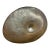 Arte Italica Pewter Nautilus Vase For Sale