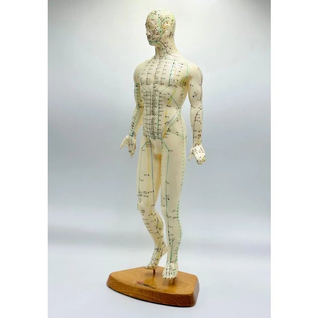 Vintage Vinyl Meridian Model from Newgen Medicals, 1970 For Sale - Image 10 of 10