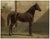 East Prussian Horse, 1898, Print For Sale