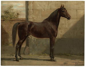 East Prussian Horse, 1898, Print