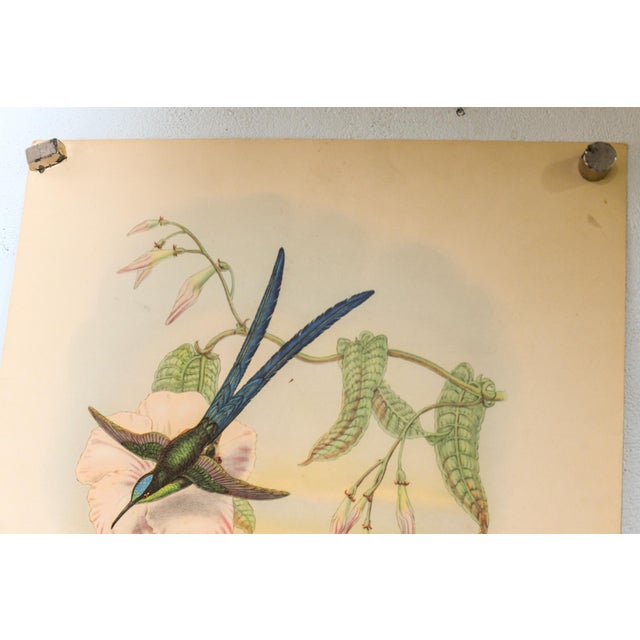 Set of 4 1946 John Gould Hummingbird Lithograph | Vintage Bird Print | i.b. Fischer Co. | 16 X 20 | Botanical Wall Art For Sale In Washington DC - Image 6 of 17