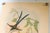 Set of 4 1946 John Gould Hummingbird Lithograph | Vintage Bird Print | i.b. Fischer Co. | 16 X 20 | Botanical Wall Art For Sale In Washington DC - Image 6 of 17